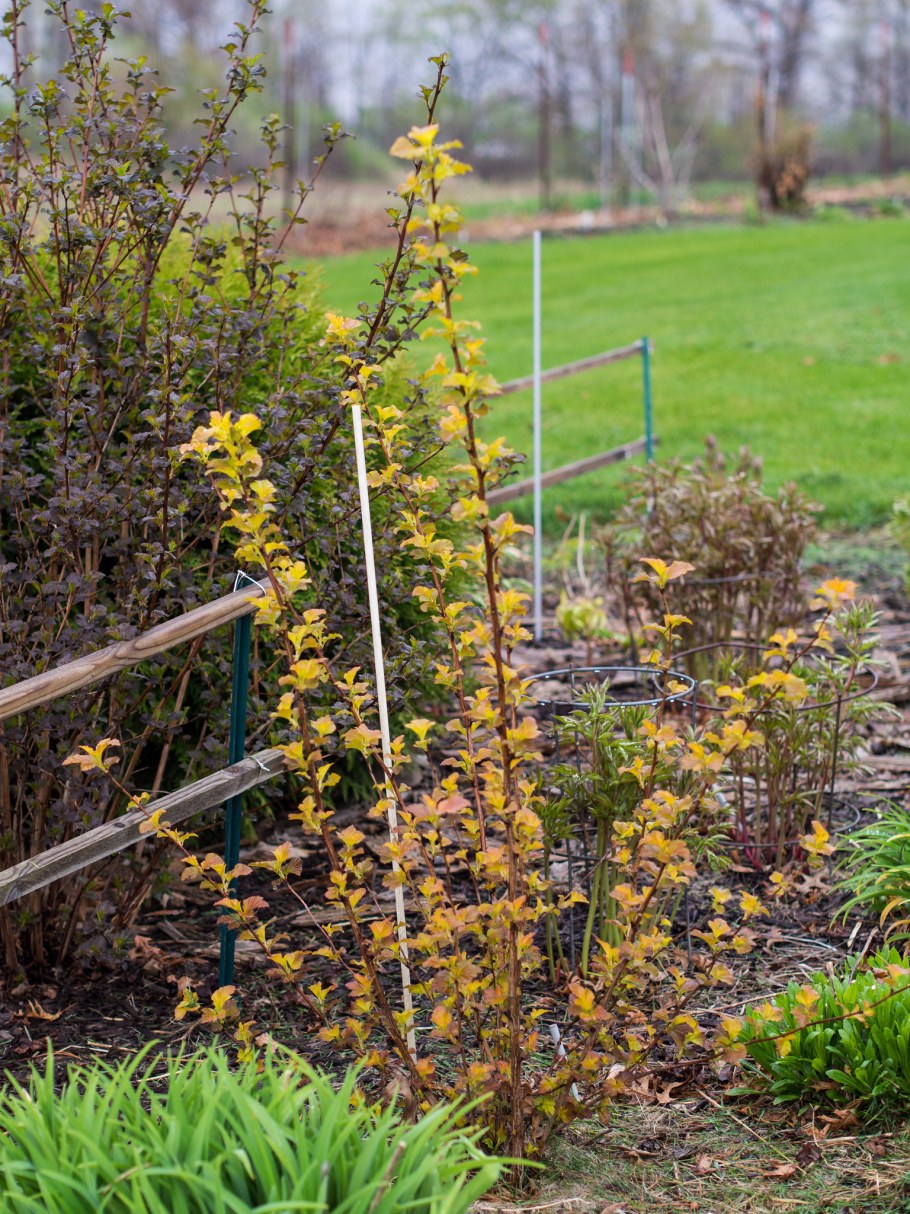 Пузыреплодник калинолистный Эмбер Джубили