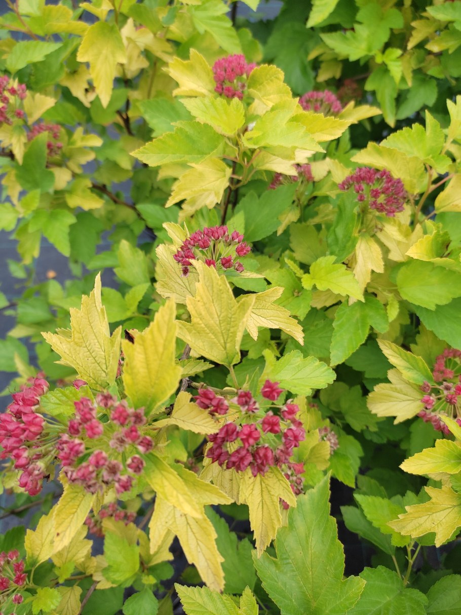 Пузыреплодник лимонолистый