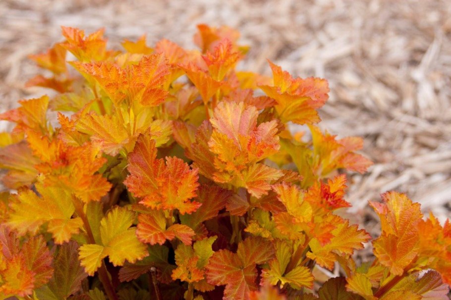 Пузыреплодник калинолистный Эмбер Джубили