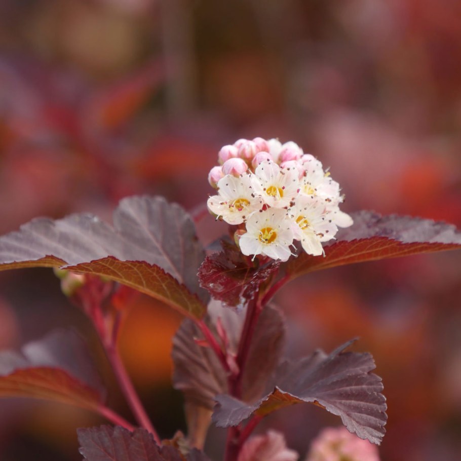 Пузыреплодник калинолистный (Physocarpus opulifolius &#96;little Angel&#96;)