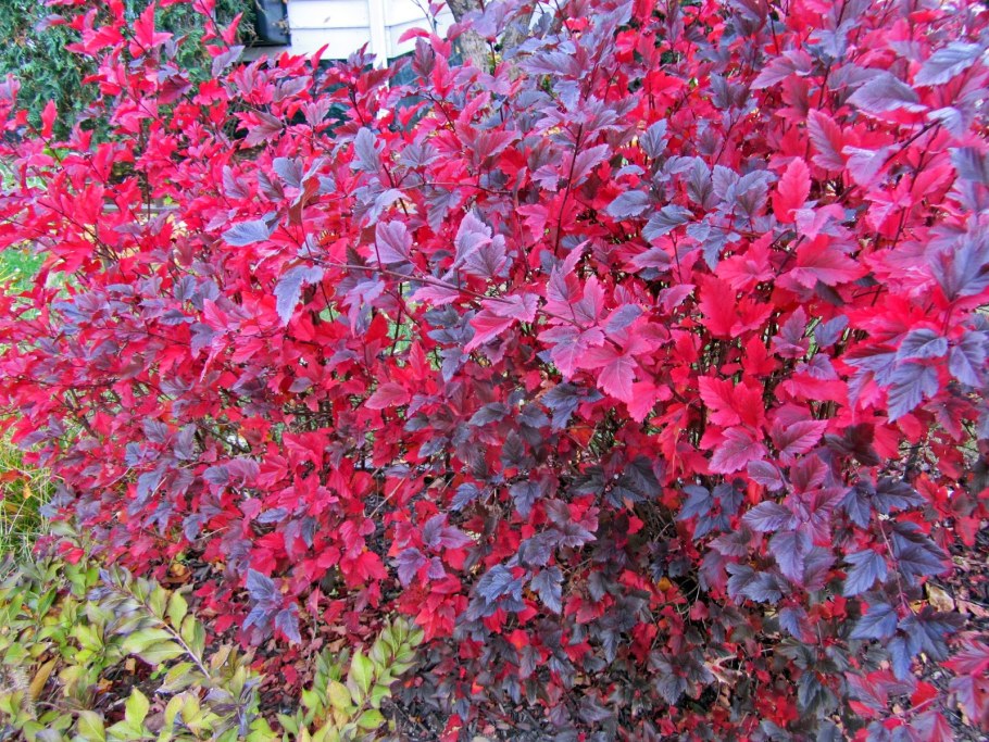 Пузыреплодник Эмбер Джубили