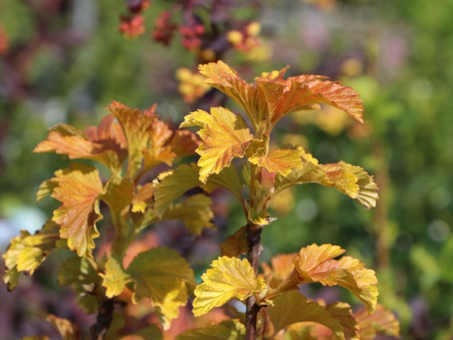 Пузыреплодник Амбер Джубили