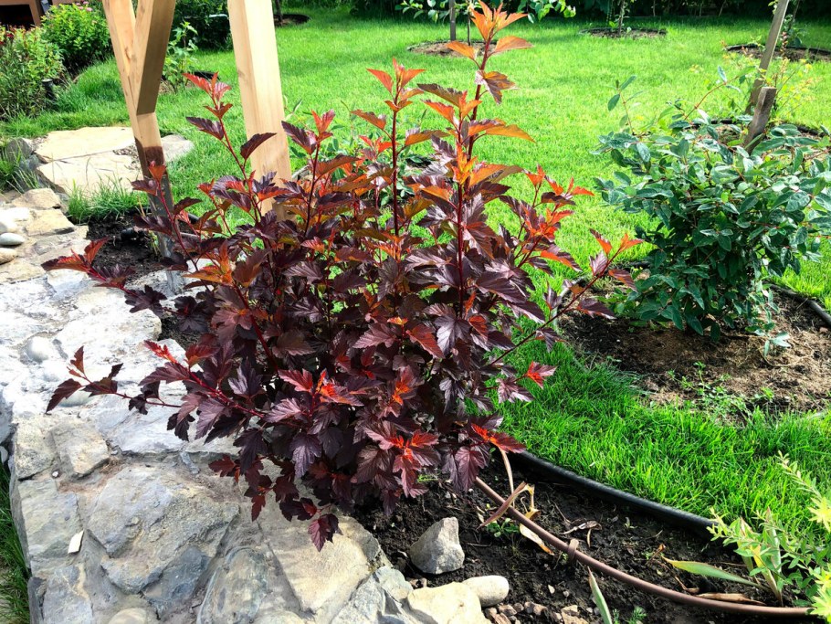 Пузыреплодник костровая зона