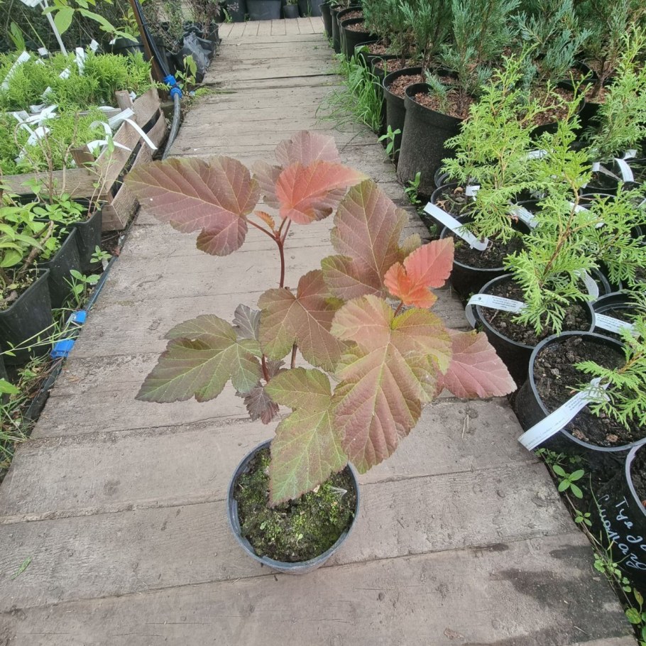 Лещина обыкновенная ред Маджестик