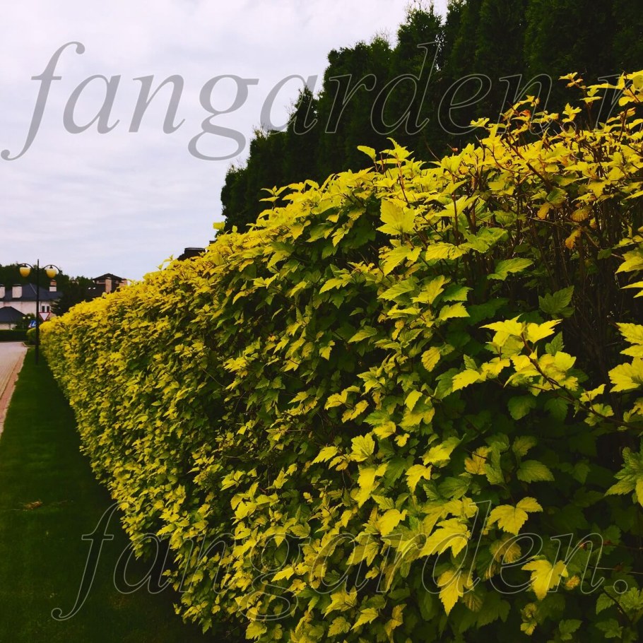 Пузыреплодник Эмбер Джубили