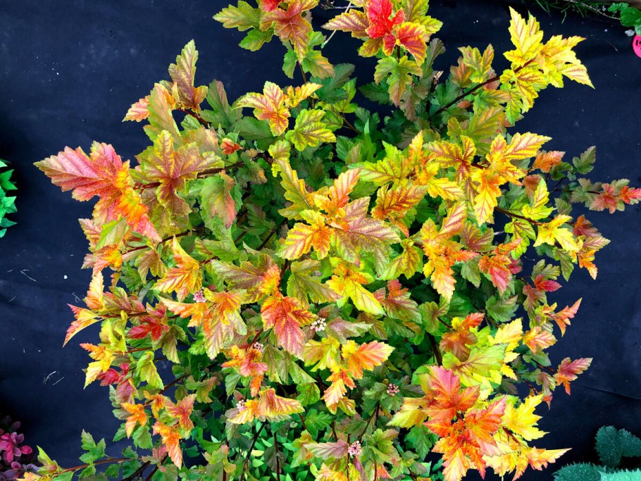 Пузыреплодник калинолистный Амбер Джубили