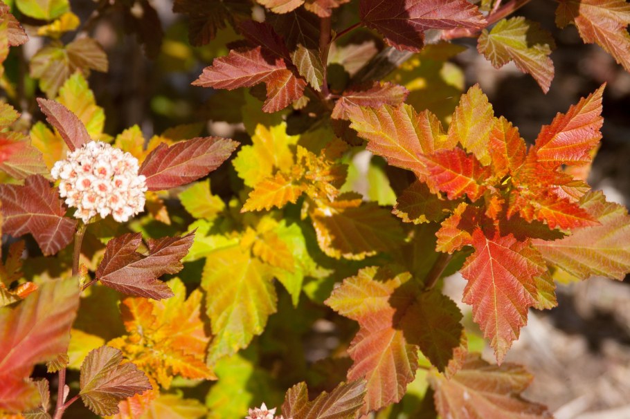 Пузыреплодник калинолистный Amber Jubilee