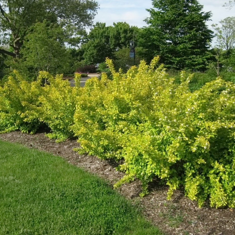 Пузыреплодник Наггет