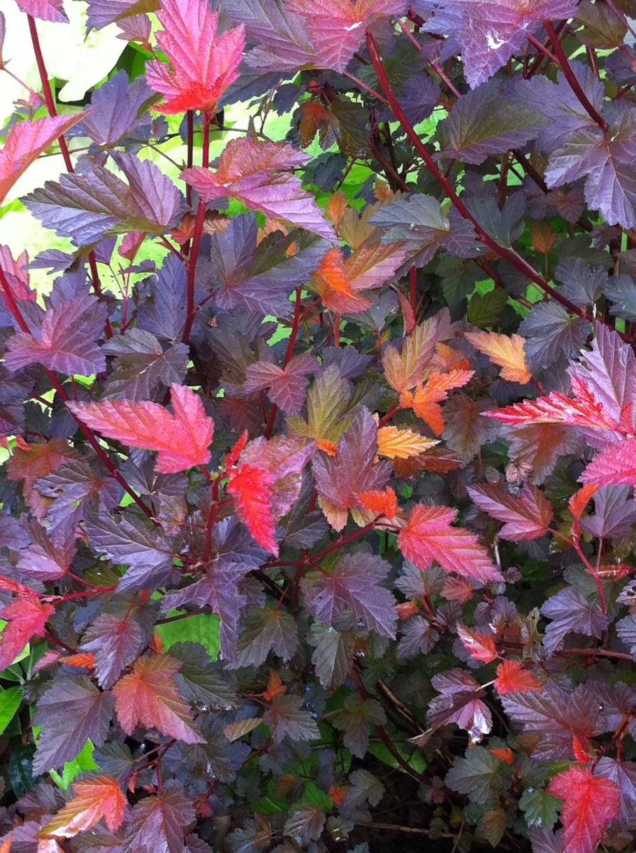 Пузыреплодник калинолистный Амбер