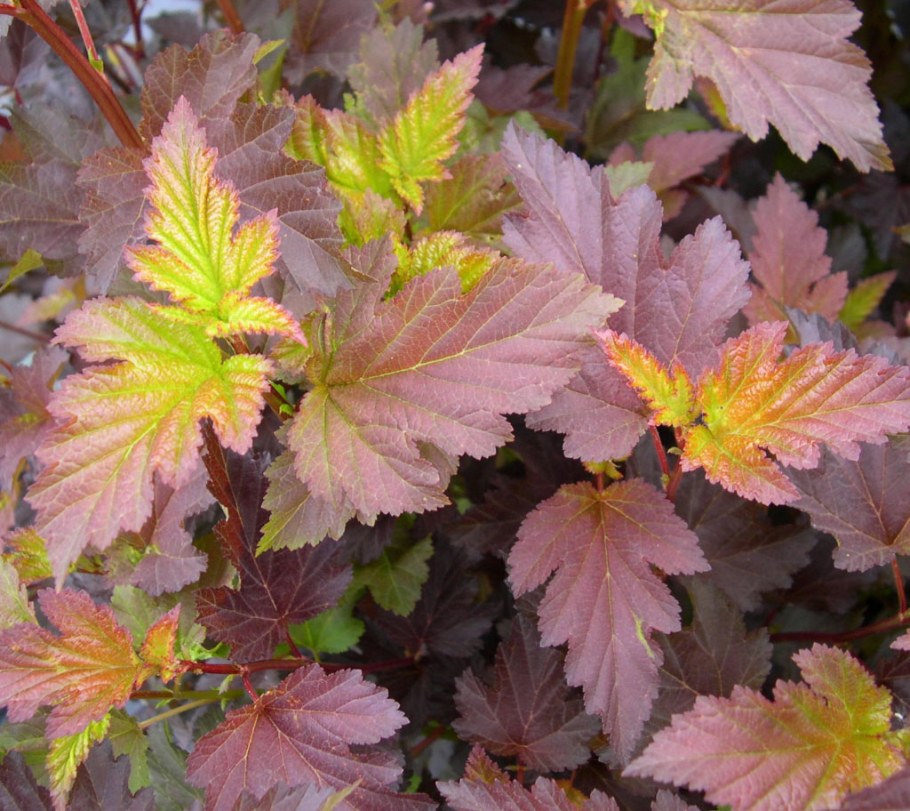 Пузыреплодник Амбер Джубили