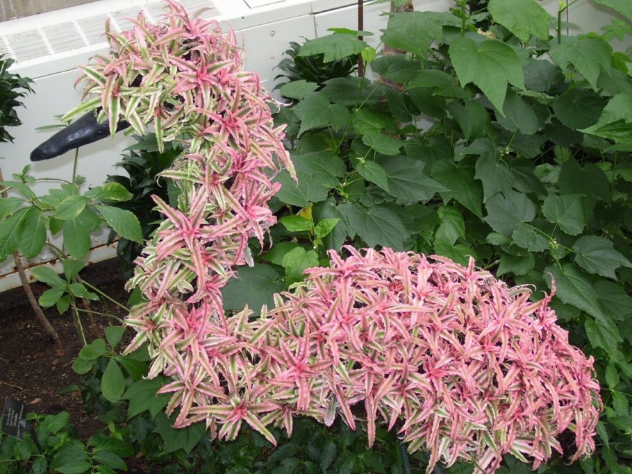 Клен розовый Фламинго