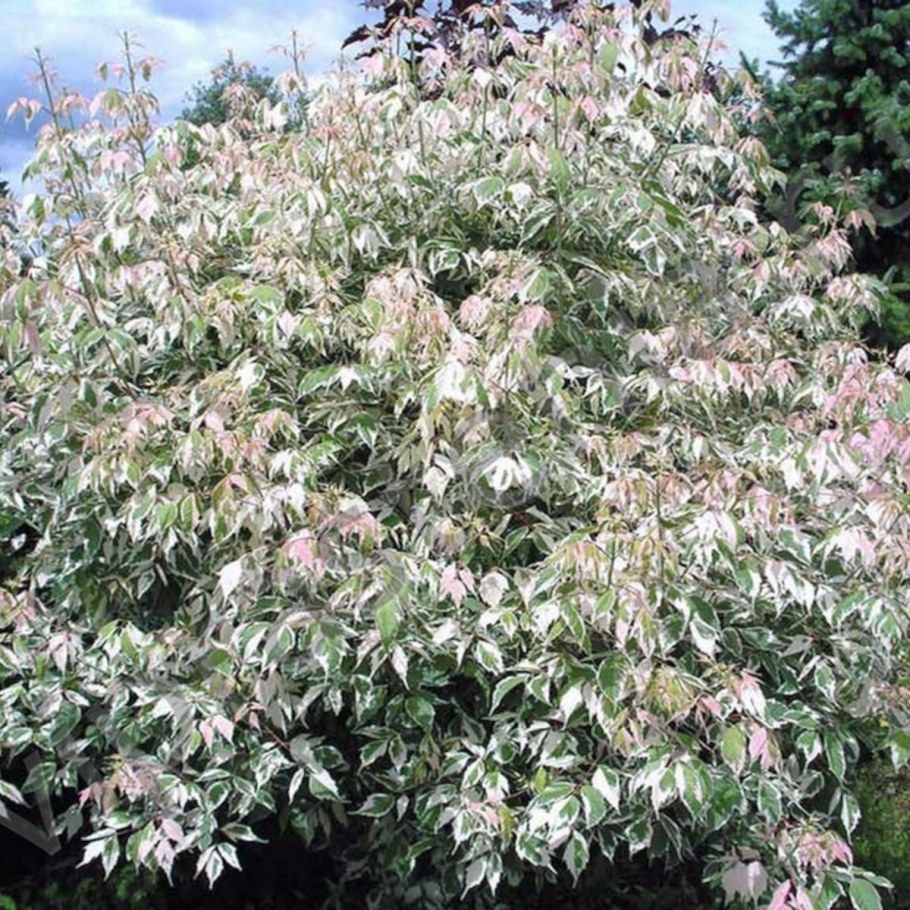 Клен ясенелистный 'Flamingo'