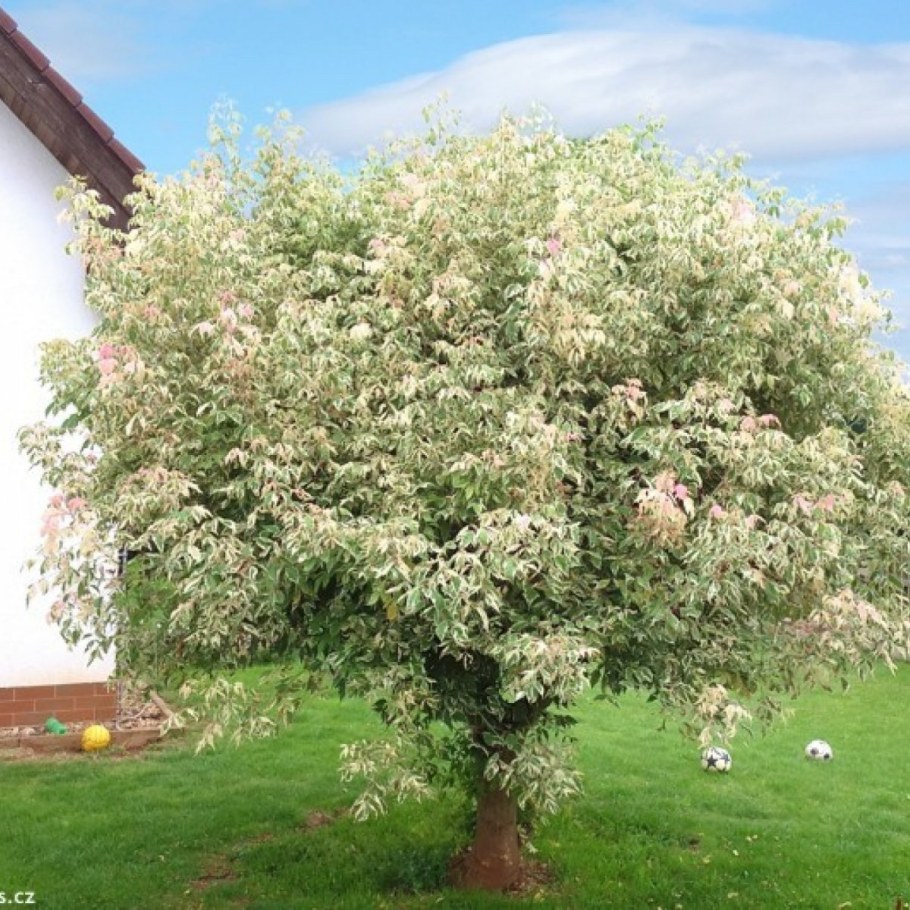 Клен ясенелистный Фламинго