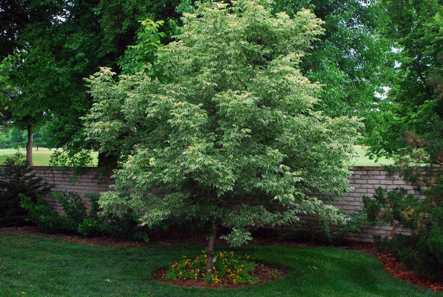 Acer negundo Flamingo