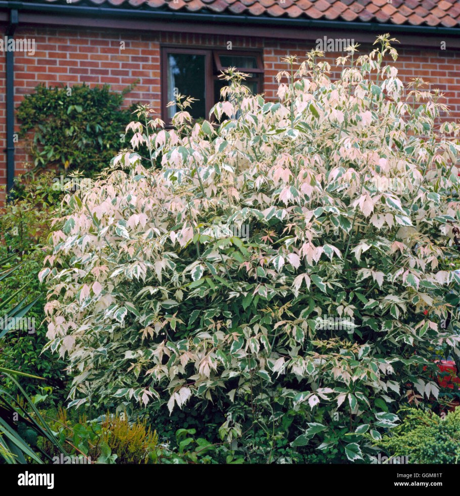 Клен ясенелистный 'Flamingo' Acer negundo 'Flamingo'