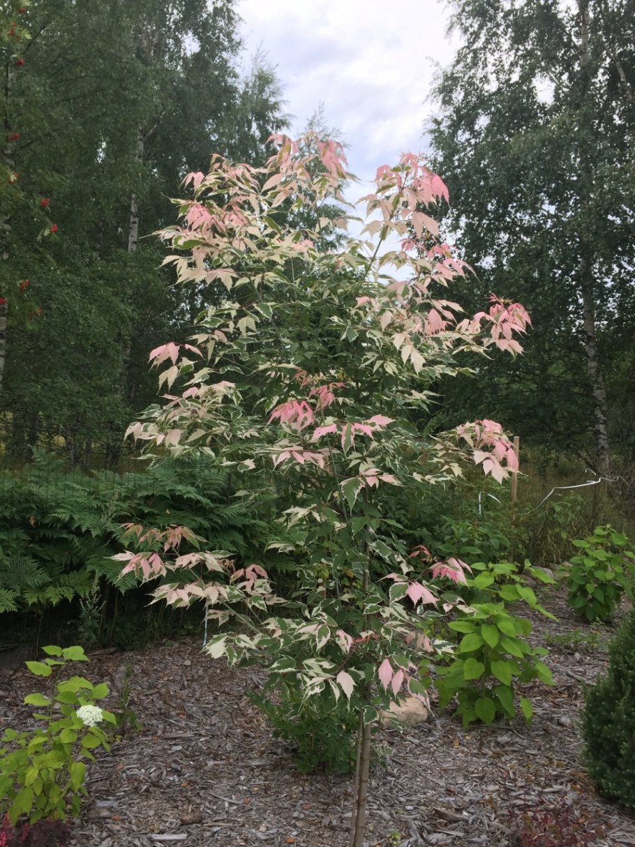 Acer negundo Flamingo