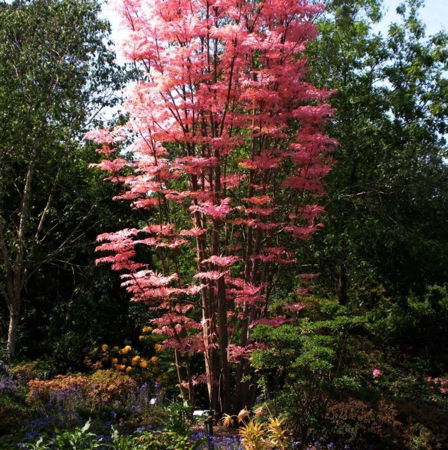 Клен ясенелистный Фламинго