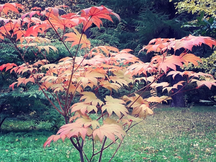 Клён дланевидный