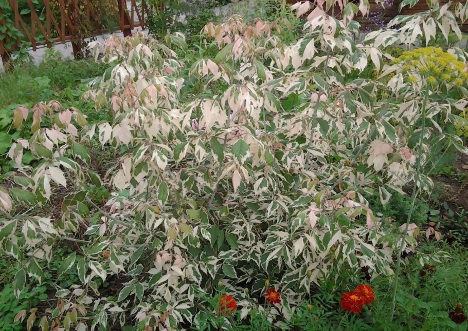 Acer negundo Flamingo клён ясенелистный