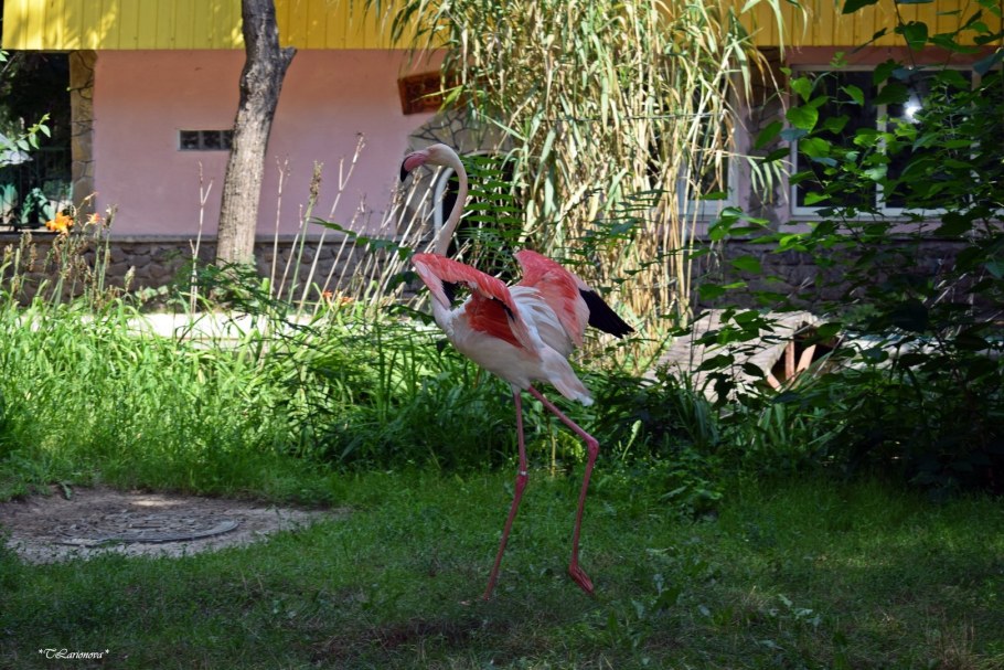 Кукушкин розовый Фламинго