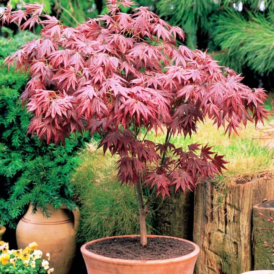 Клен японский веерный Acer palmatum