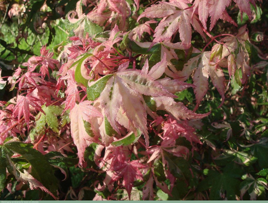 Acer negundo Flamingo