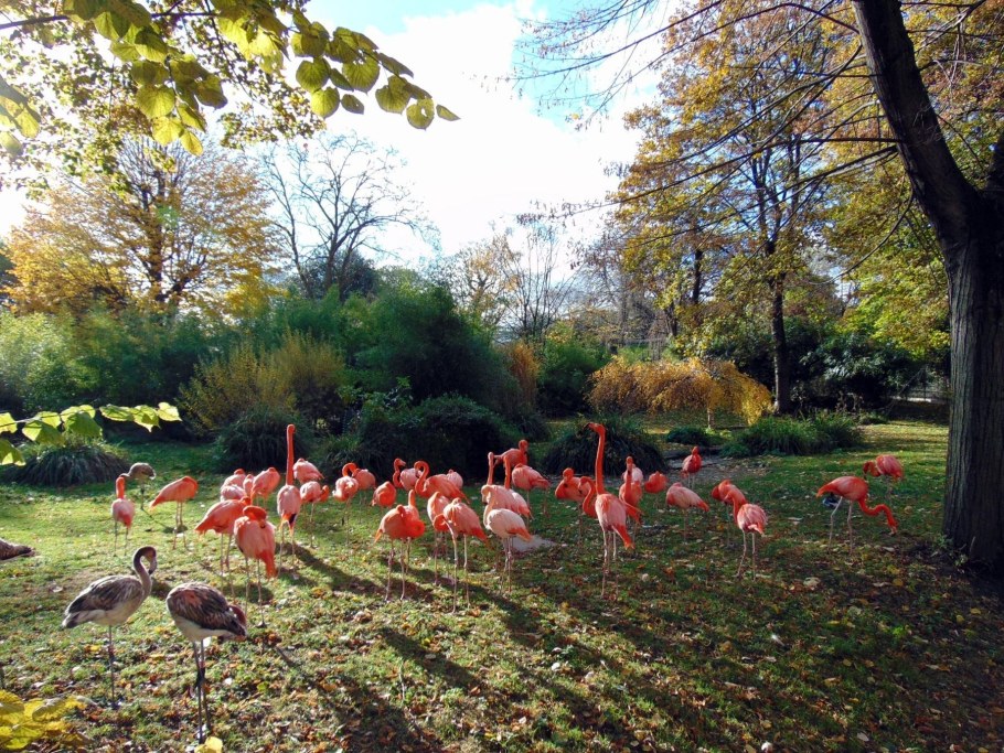 Венсенский зоопарк в Париже