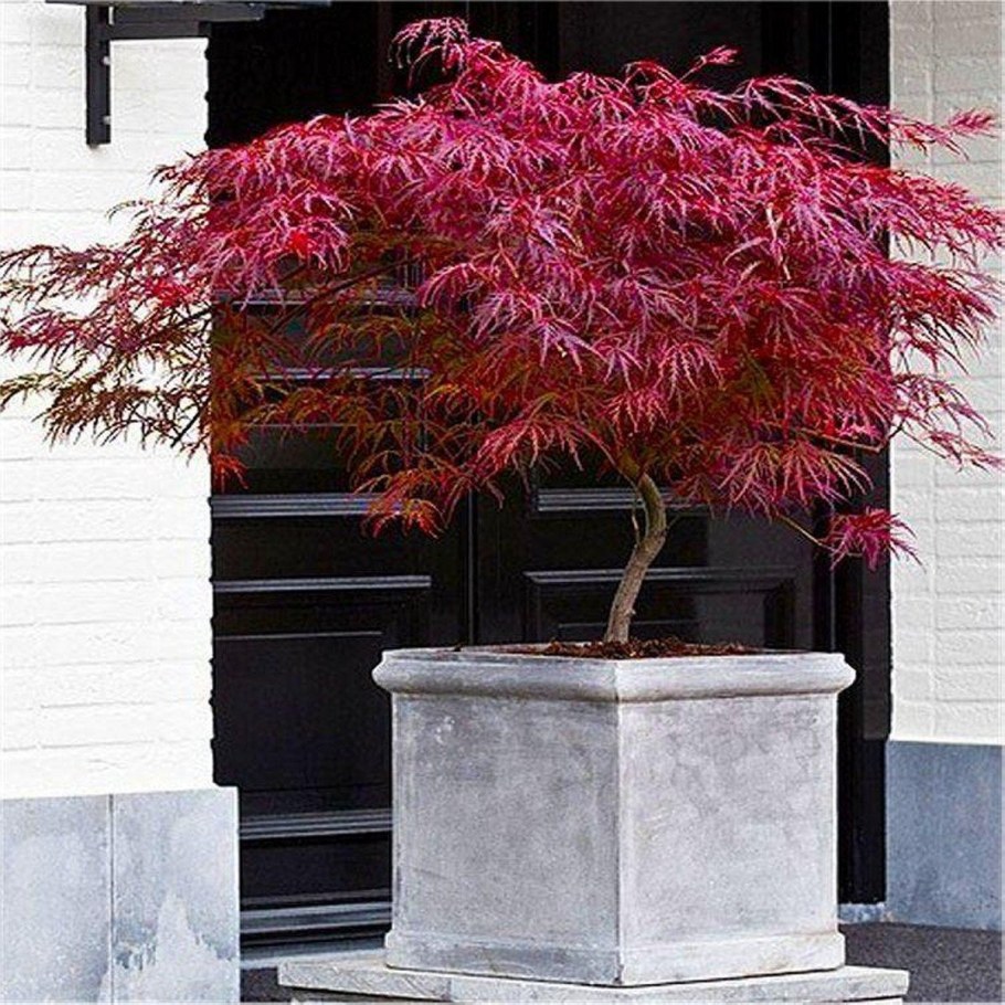 Японский клен Acer palmatum