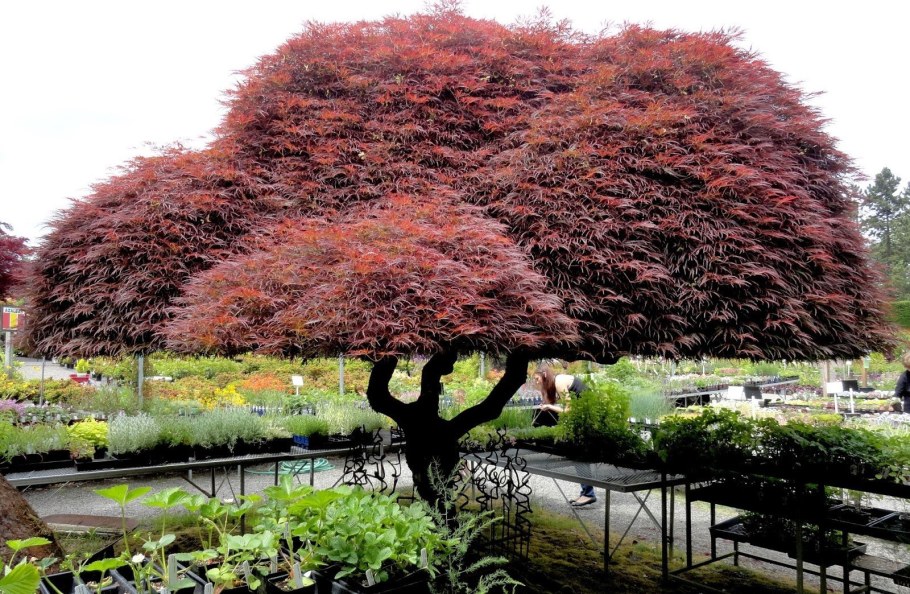 Бонсай клен ниваки