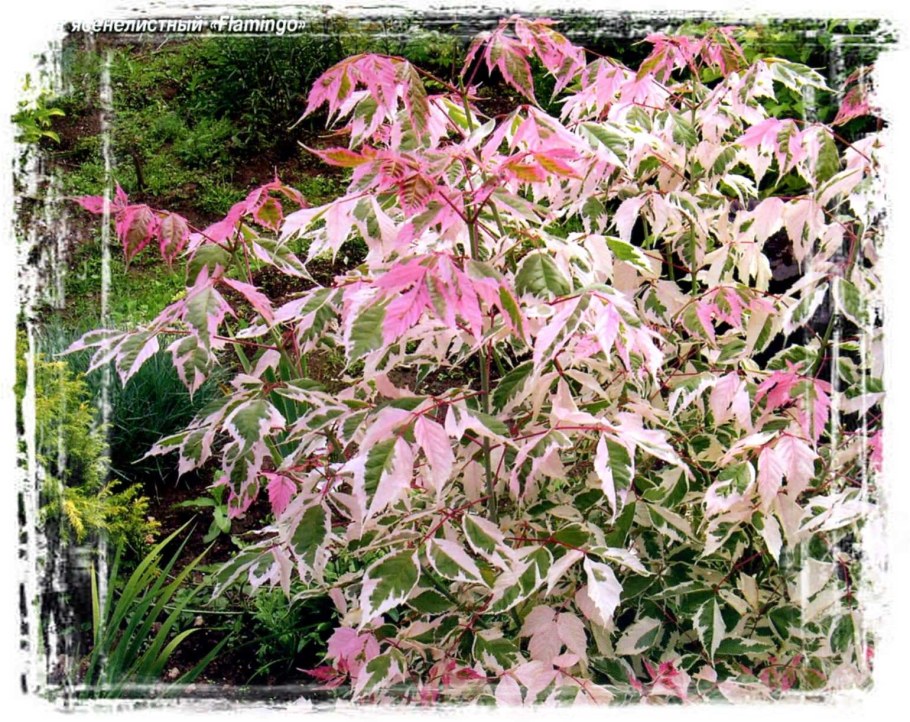Клен ясенелистный Фламинго