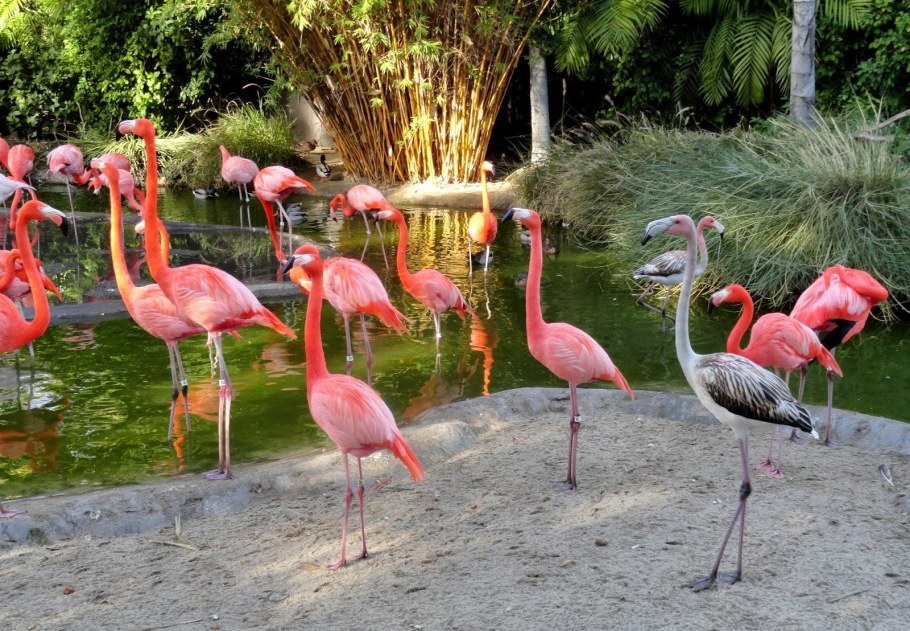 Клен Фламинго в ландшафте