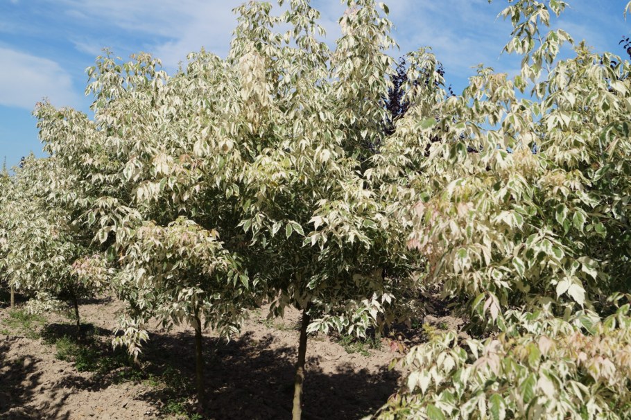 Клен ясенелистный Фламинго зона зимостойкости