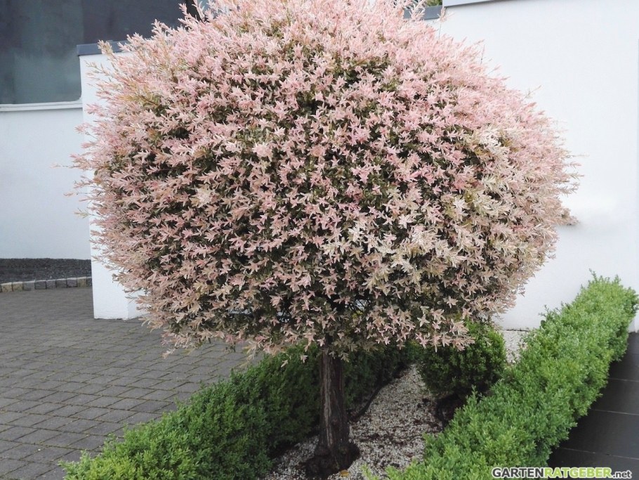 Японская Ива Хакуро нишики