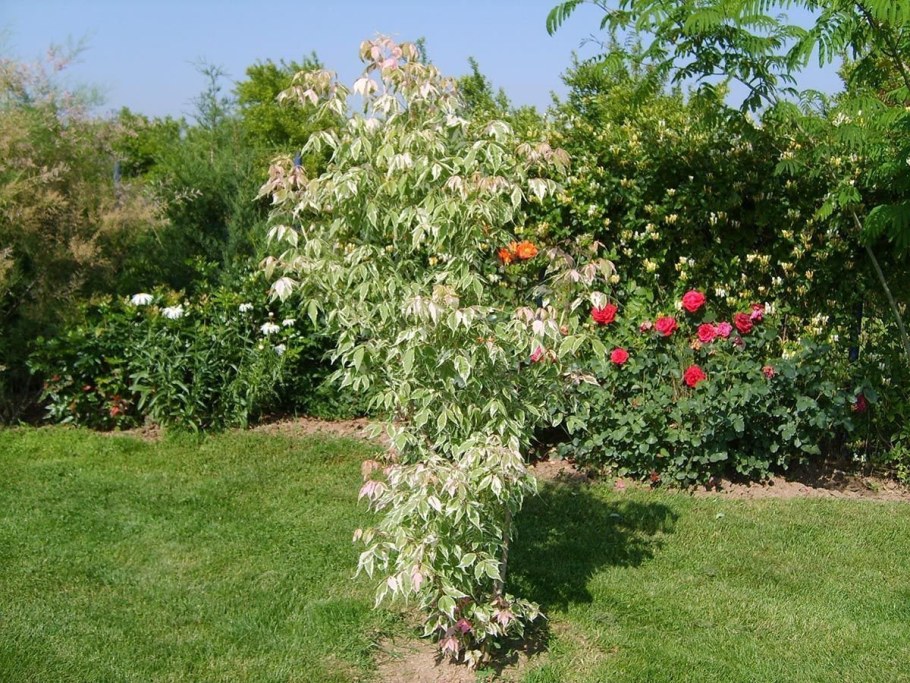 Клен ясенелистный Фламинго (Flamingo)