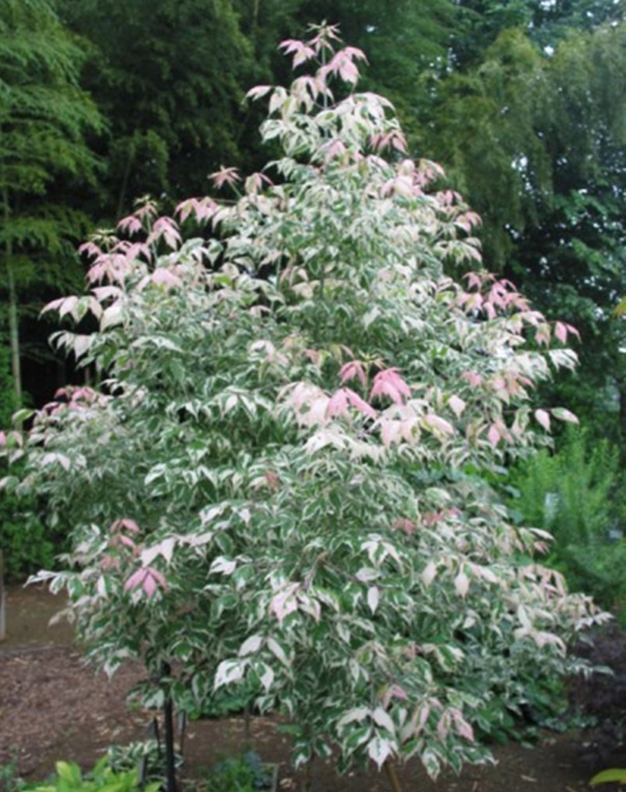 Клен ясенелистный 'Flamingo'