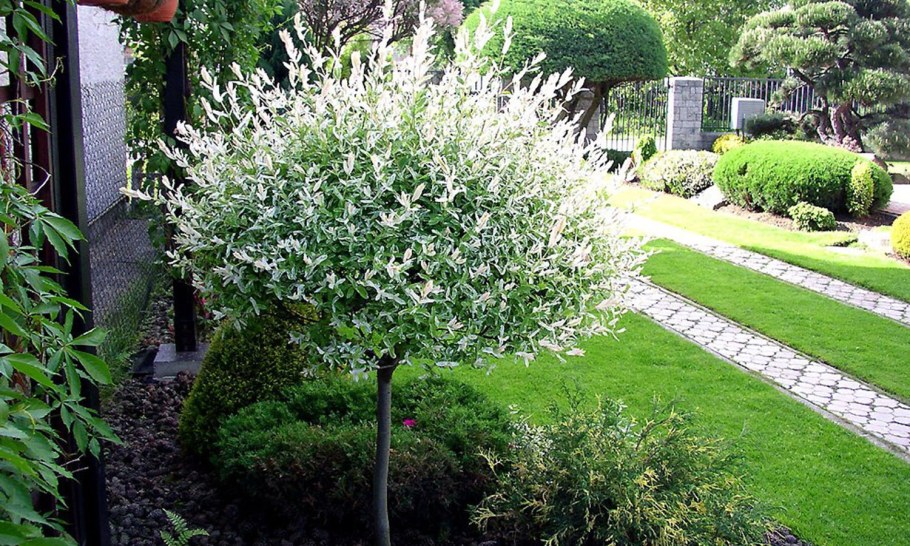 Ива цельнолистная (Salix Integra Hakuro Nishiki)