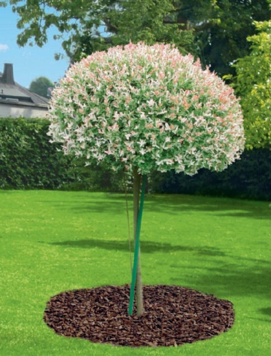 Ива Хакуро нишики на штамбе