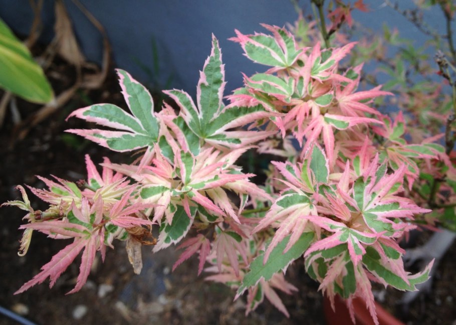 Клен пестролистный Фламинго