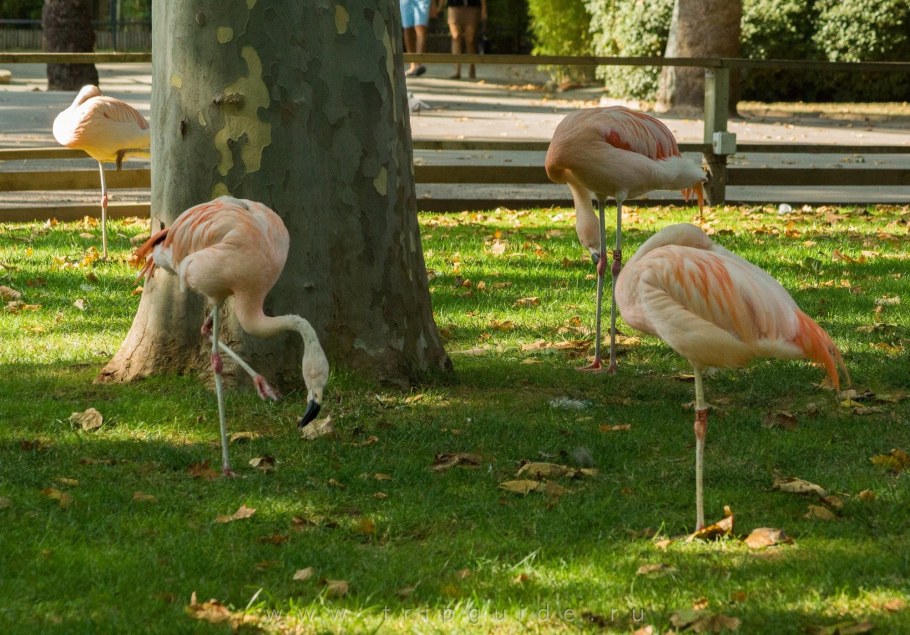 Розовый Фламинго для сада