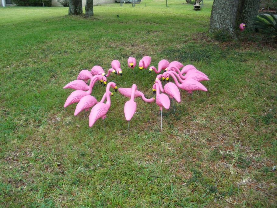 Клен ясенелистный 'Flamingo'