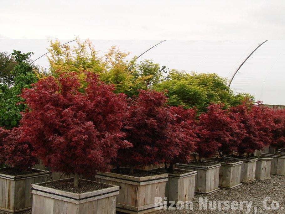 Клен дланевидный Shaina