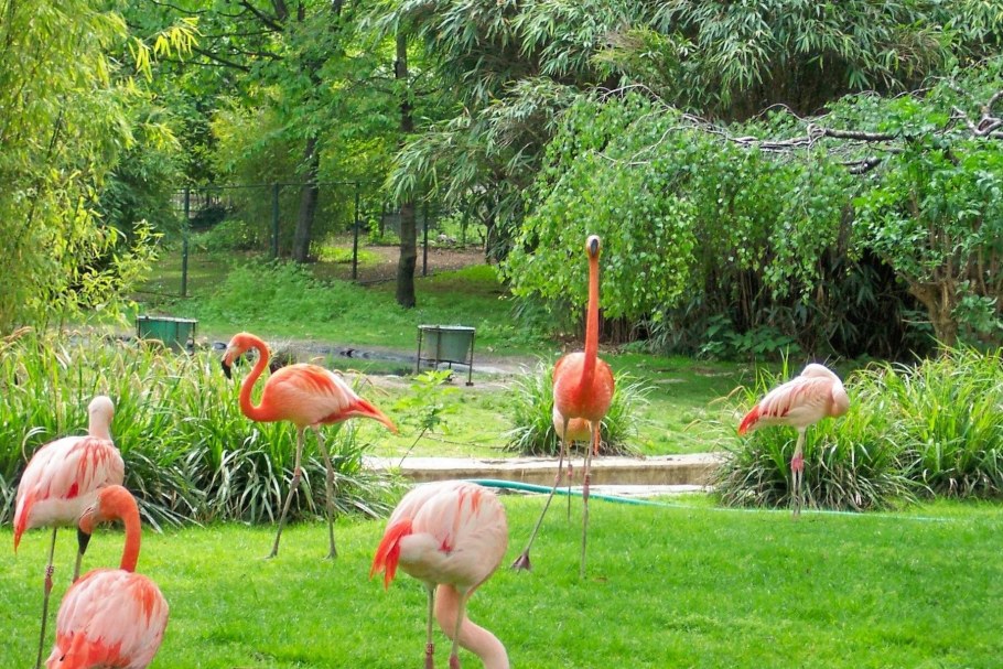 Saigon Zoo and Botanical Gardens Вьетнам