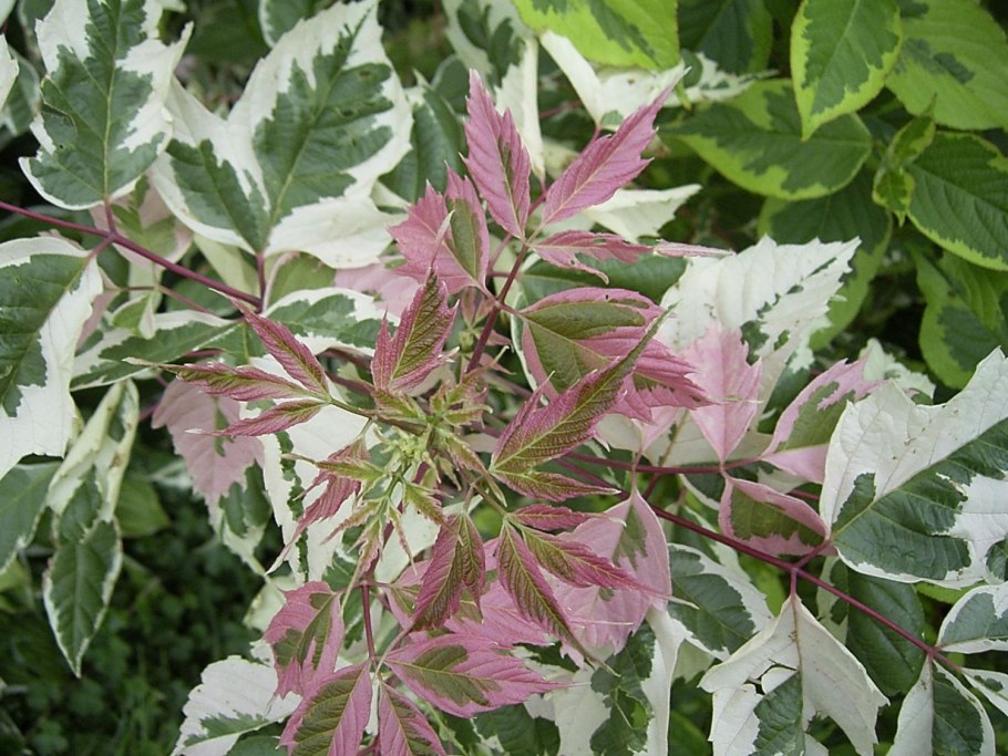 Acer negundo Flamingo клён ясенелистный