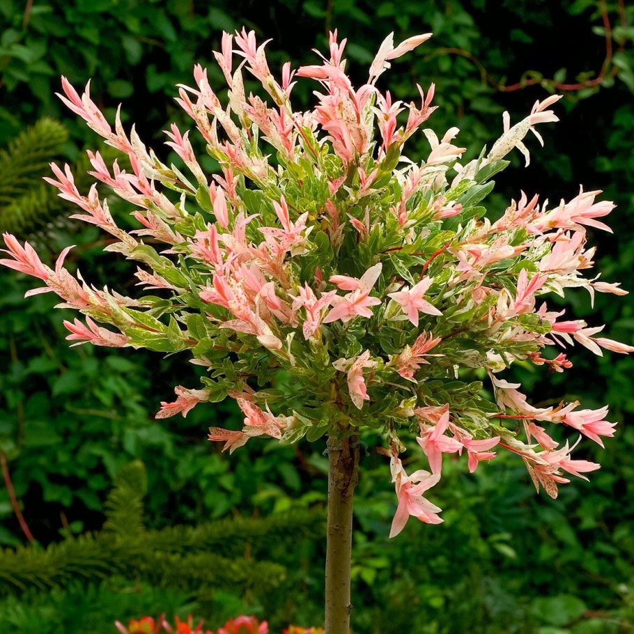 Ива цельнолистная Hakuro Nishiki