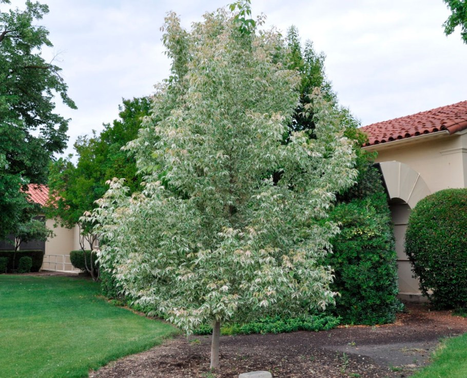 Клен ЯСЕНЕВИДНЫЙ Фламинго