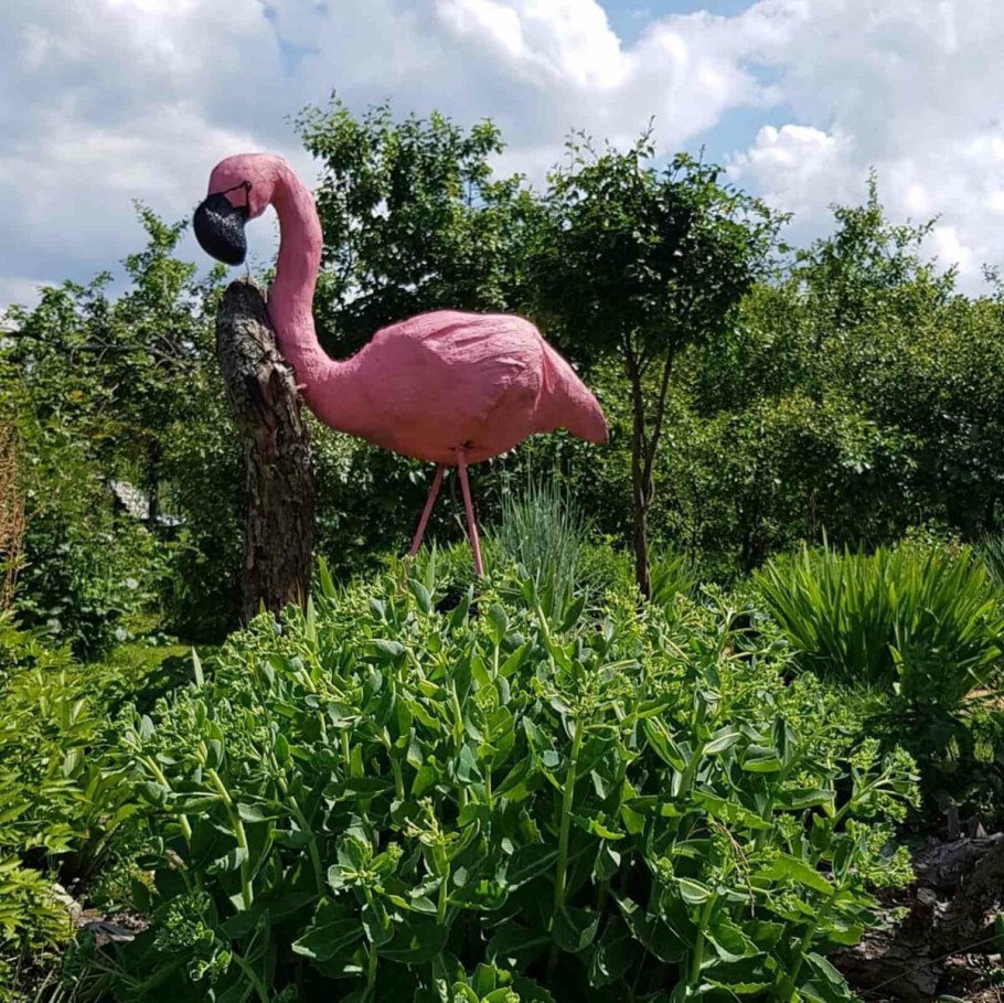 Дерен розовый Фламинго