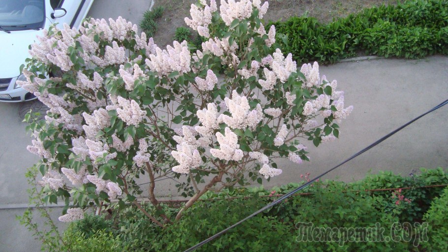 Клен ясенелистный 'Flamingo'