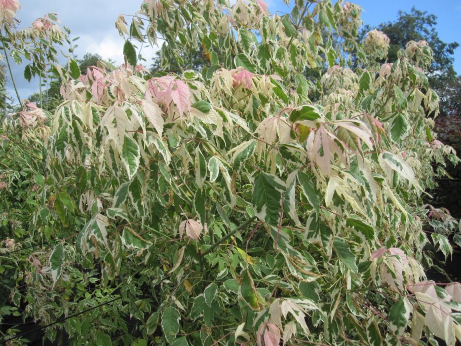 Клен ясенелистный 'Flamingo'