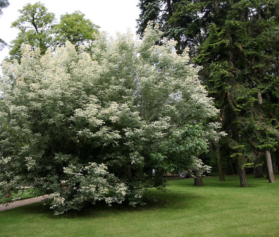 Acer negundo Flamingo