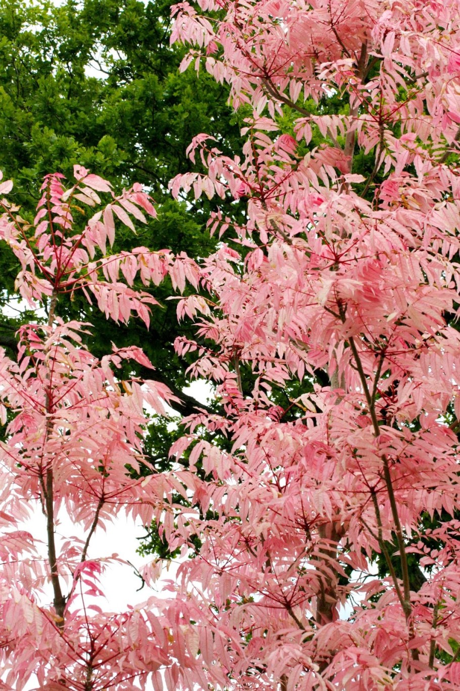 Клен Фламинго кустарник